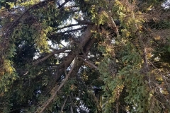 Broken Tree