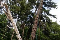 Bucket&ManOnTree