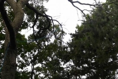 MonkeyShot