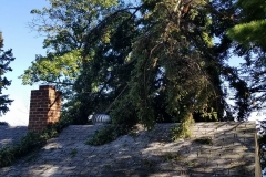 TreeOnRoof