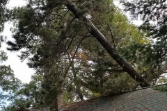 TreeonCabin2