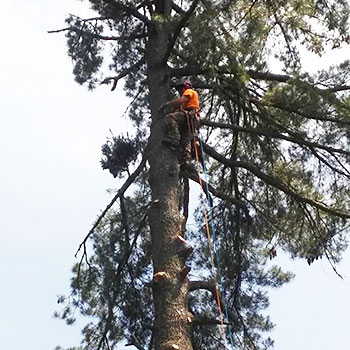 Tree Trimming & Pruning