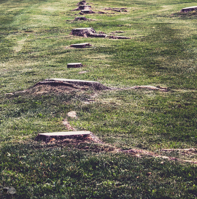 Crosslake Area Stump Grinding