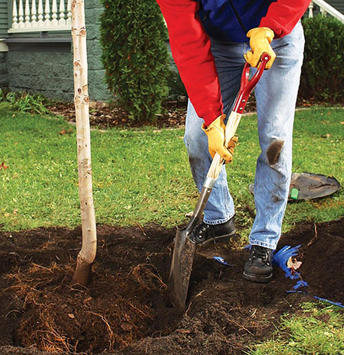 Brainerd Area Tree Planting Services